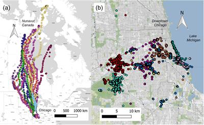 Relationships Between Migration and Microbiome Composition and Diversity in Urban Canada Geese